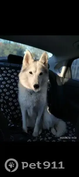 Пропала собака, Красное Село, Зелёная 57 - photo