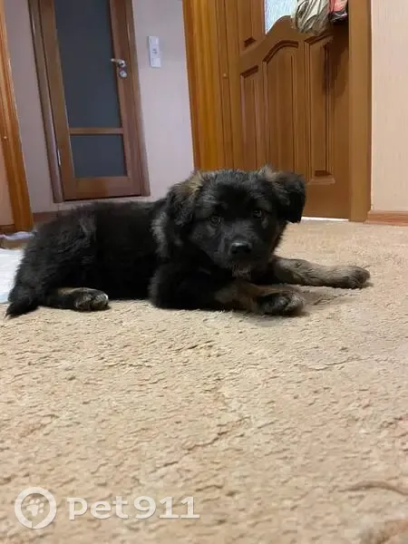 Найдена собака на ул. Кривенкова, 25 - photo