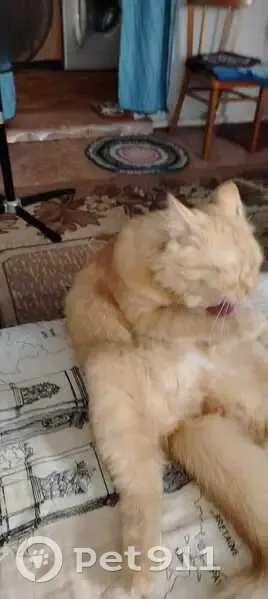 Пропала кошка, ул. Дзержинского, Богашёво - photo