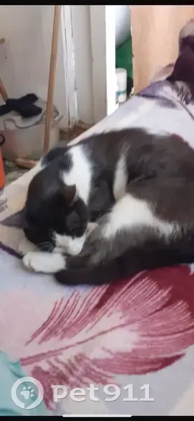 Пропала кошка, Совхозная 3А, Восточный - photo