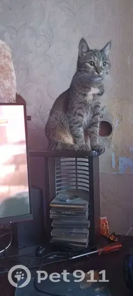 Пропала серая кошка, Бушмакина 15, Пермь - photo