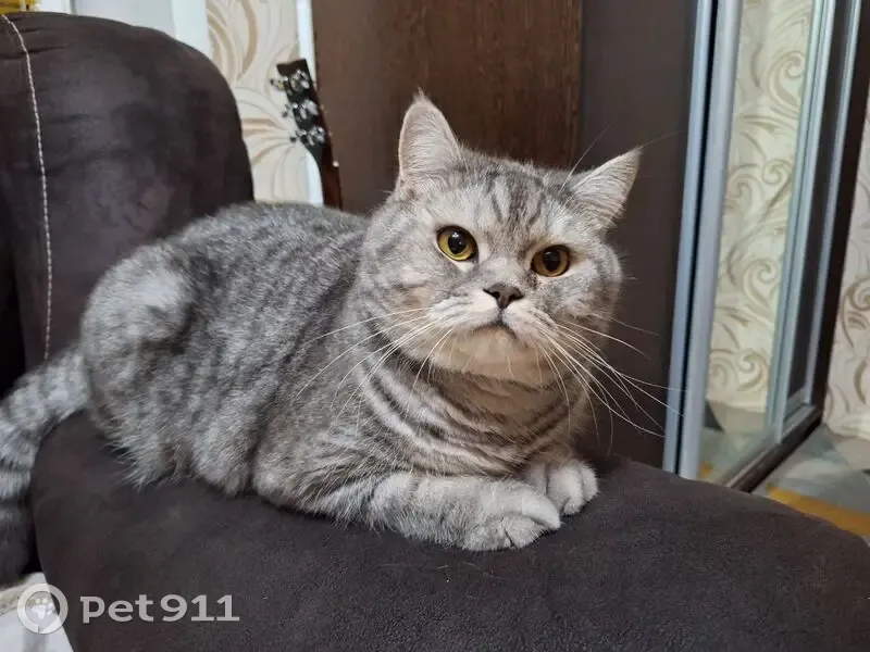 Пропала кошка, ул. Чапаева, 1, Чамзинка - photo