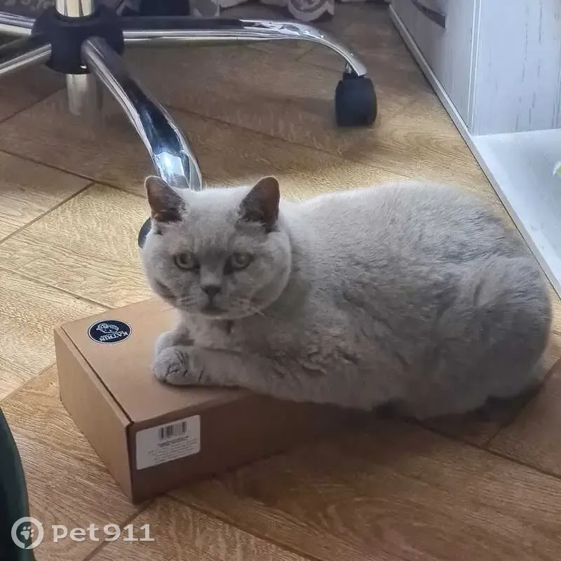 Пропала кошка на Берёзовой, Гоньба - photo