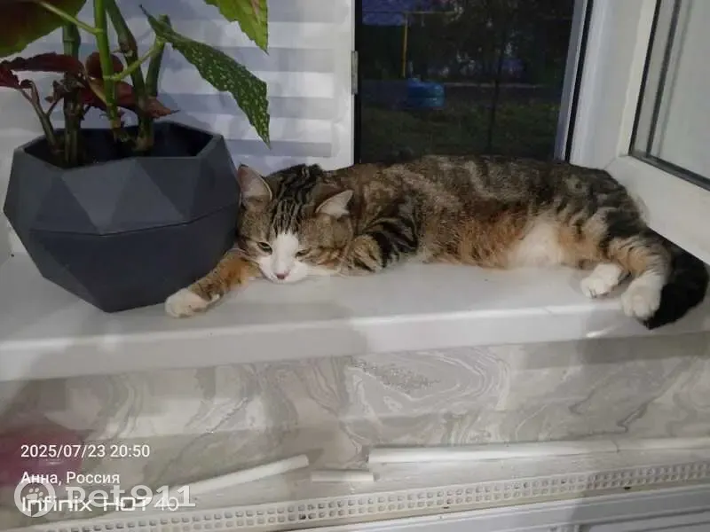 Пропала кошка, ул. Красный Октябрь - photo