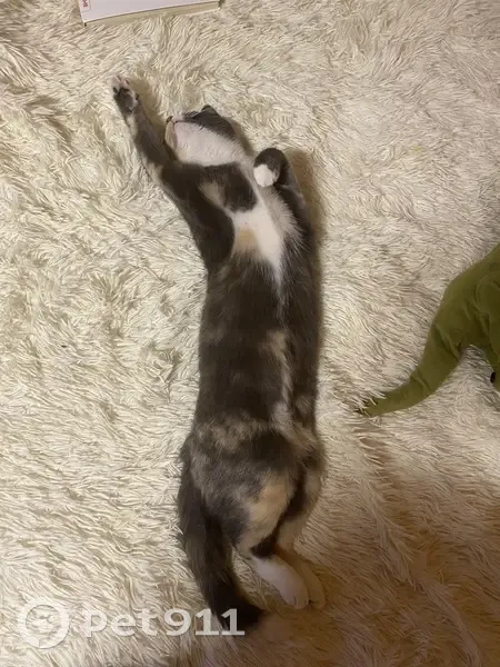 Пропала кошка, МО, 46Н-12915 - photo