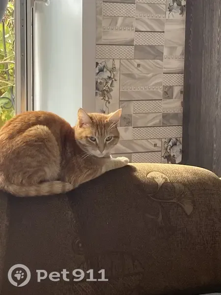 Пропала кошка Томми, ул. Краснозвёздная, 13 - photo