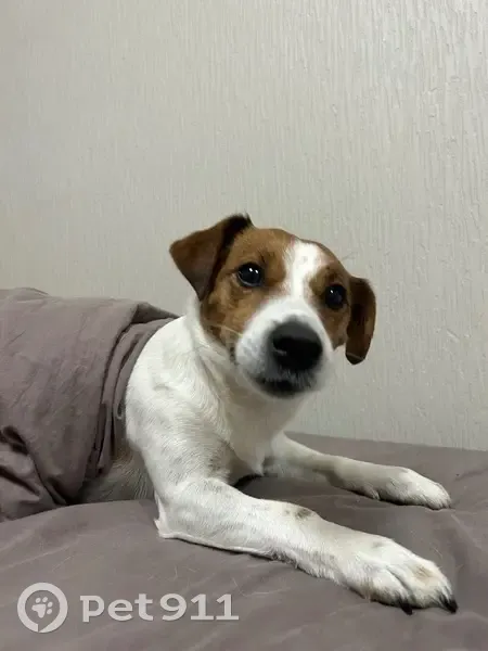 Пропал Джек Рассел, Усть-Шалашная, 57К-0011 - photo