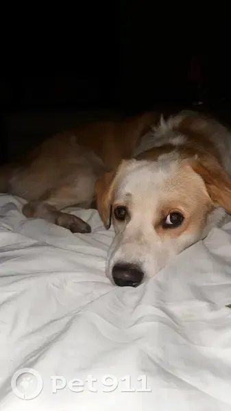 Найдена собака, Сормовская 210, Краснодар - photo