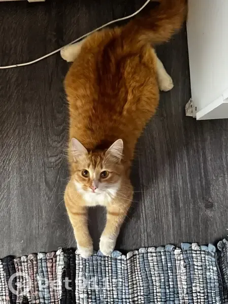 Пропала кошка, Омск, ул. Кропоткина, 70 - photo