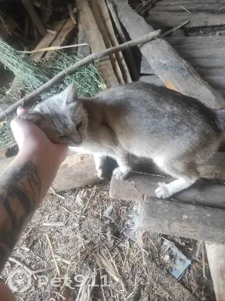 Кошка и котёнок найдены в Солдатском - photo