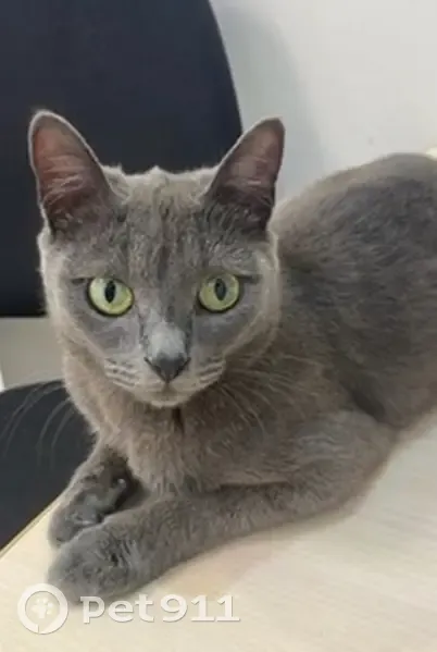 Пропала серая кошка, Янаул, Ленина 26 - photo