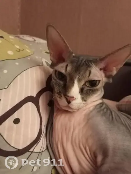 Пропала кошка, Луговая ул., Тверская обл. - photo