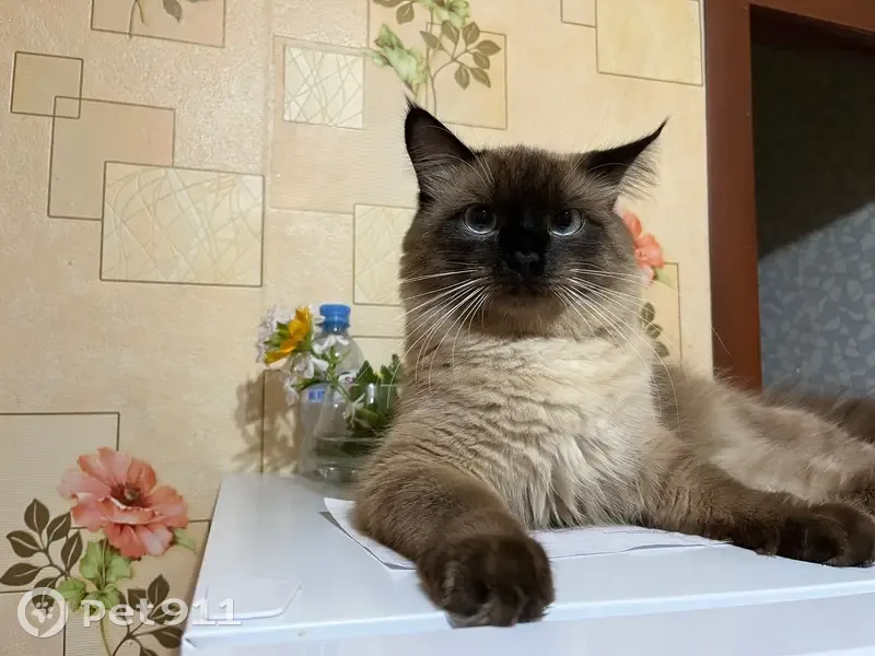 Пропала кошка, Выгонная ул., Рождественское - photo