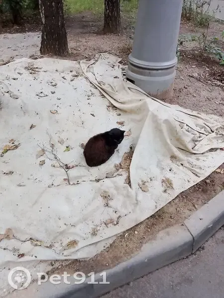 Кошка найдена: Фортунатовская, 18, Москва - photo