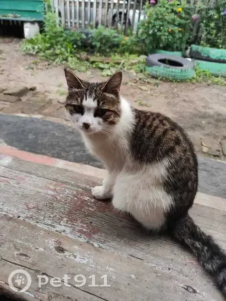 Пропала кошка, Нагорная 13, Благовещенск - photo