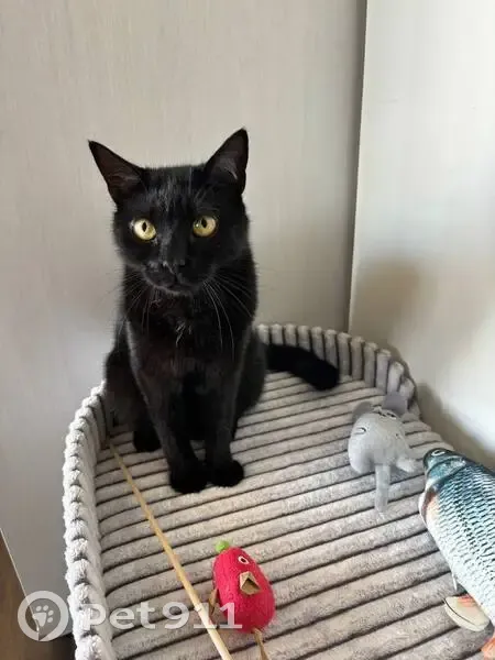 Пропала кошка, Школьная ул., Приозёрное - photo