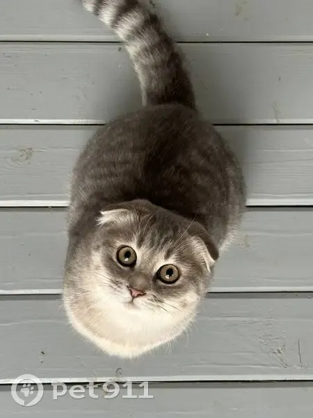 Пропала кошка, Приозёрное 35Н-320 - photo