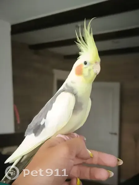 Пропала птица, Полевая ул. 35, Петровское - photo