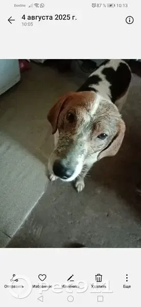 Пропала собака, Ульяновская ул., 16 - photo