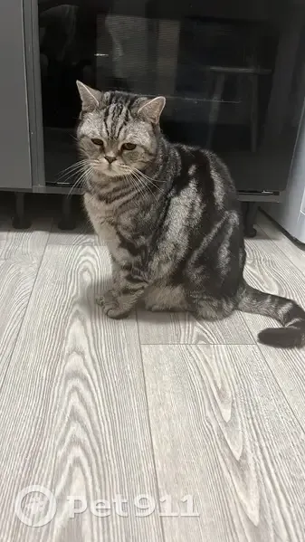 Кот найден: ул. Ивана Черных, 109/1, Томск - photo