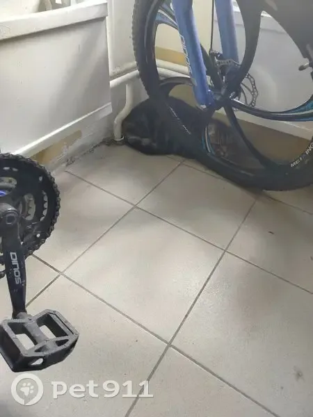 Кошка найдена: ул. Мечникова, 1И, Томск - photo