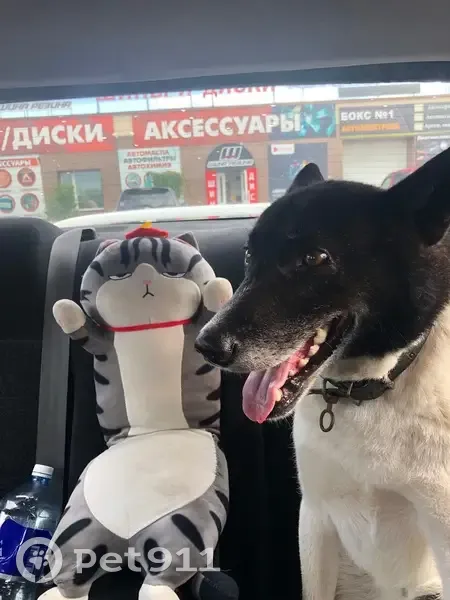 Пропала лайка, 5 лет, Чита, Забайкалье - photo