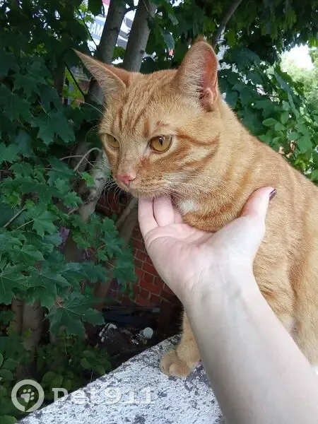 Пропала кошка, Бассейная 83, Калининград - photo