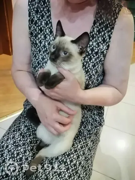Найден котик, 41 км Велижанского тракта - photo