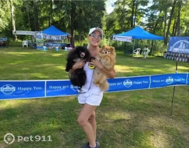 Пропала собака, Тушинская ул., Москва - photo