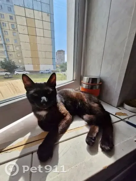 Найден кот, пр. Ленина 135/2, Магнитогорск - photo