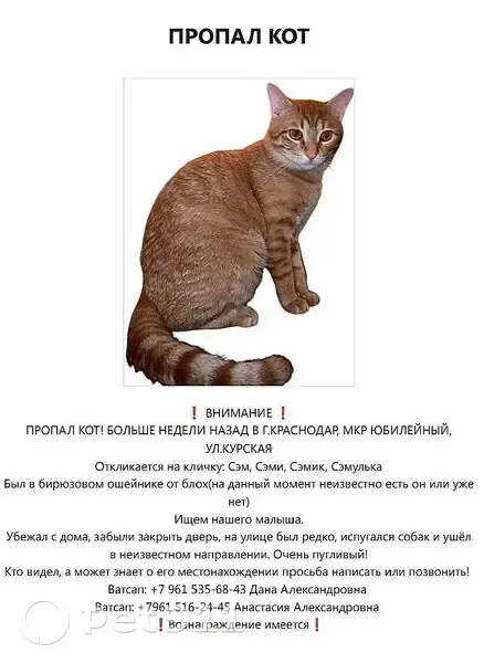 Пропала кошка на Курской улице, 9, Краснодар - photo
