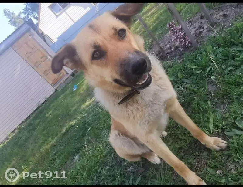 Пропала собака на трассе М12, 20 км от Арзамаса - photo