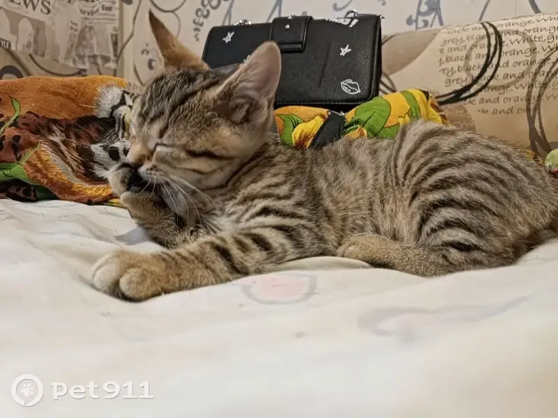 Пропала полосатая кошка, Курская 80 - photo