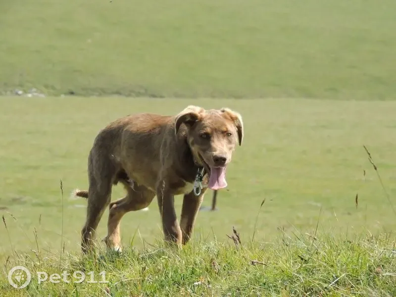 Собака найдена на Бермамыте, Карачаево-Черкесия - photo