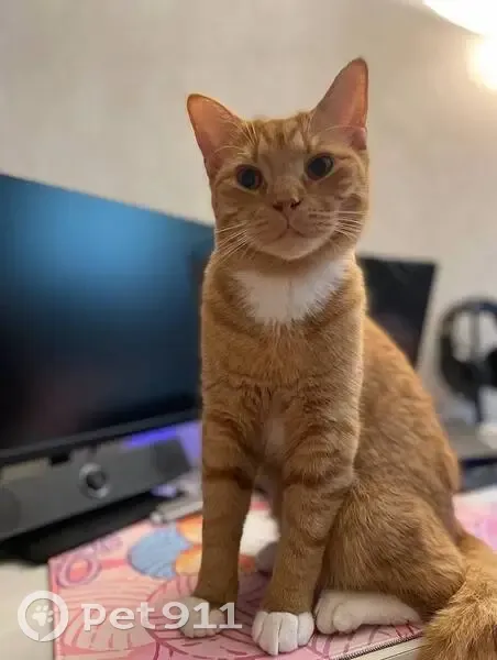 Пропала кошка на Дзержинского, 26, Минск - photo