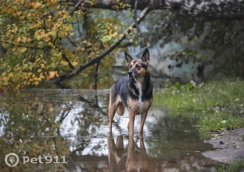 Пропала собака, Зелёная ул., Милославское - photo