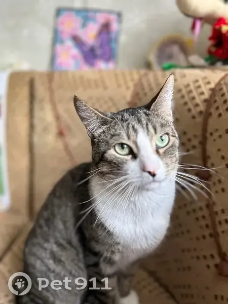 Пропала кошка, Ленинградское шоссе 19 - photo