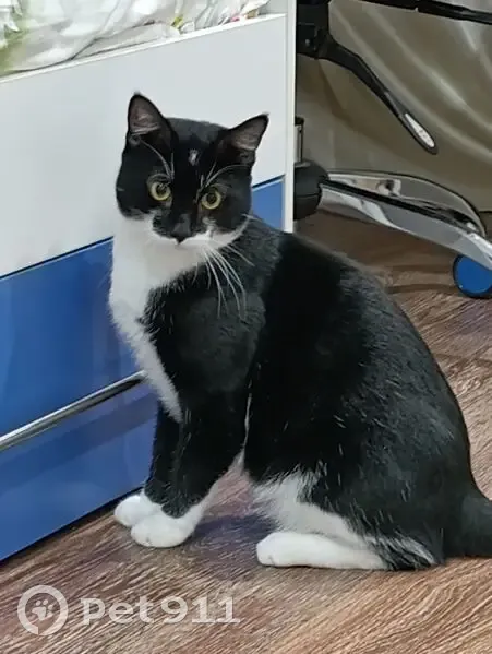 Пропал кот Мася у озера Уксуярви - photo