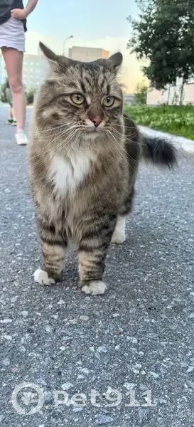 Кошка найдена у школы, Скальная 12, Мурманск - photo