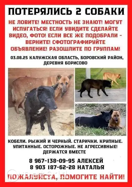 Пропала собака, Лесная ул. 11, Борисово - photo