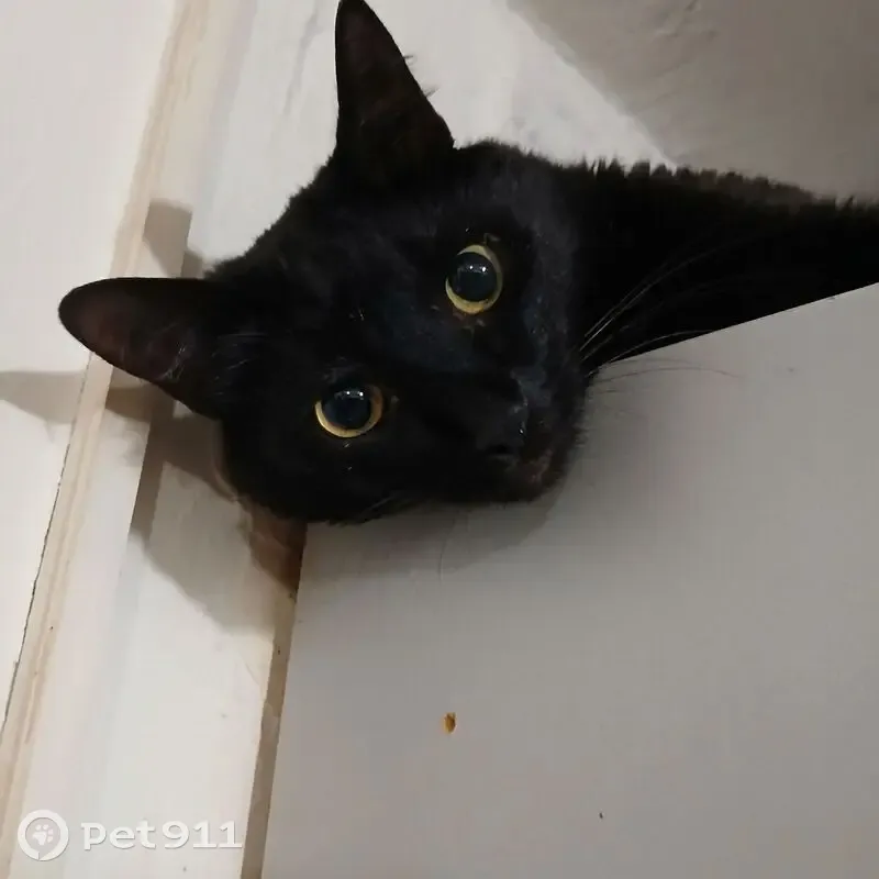 Пропала чёрная кошка, Сосногорск, Коми - photo