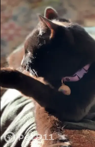 Пропала черная кошка, Долинная 11, Нск - photo