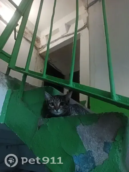 Котёнок найден: ул. 79-й Гв. Дивизии, 31 - photo