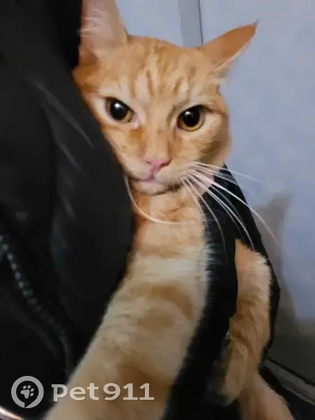 Найдена кошка, ул. Сергея Лазо, 25, Томск - photo