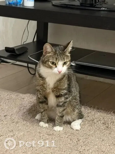 Пропала кошка, Омск, ул. Звездова 11 - photo