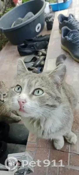 Пропала кошка в Отеген Батыр, Алматы - photo