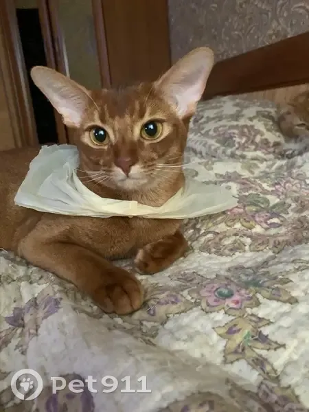 Пропала кошка, СНТ Радуга, 7-я линия - photo