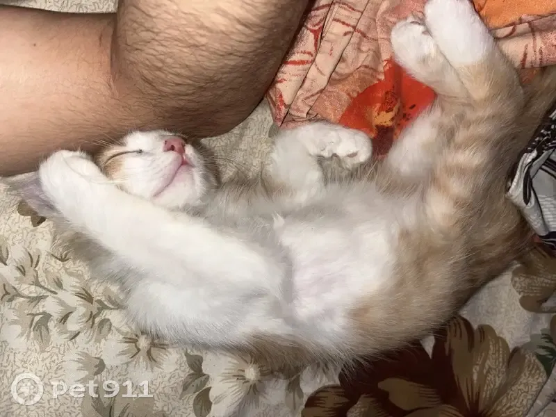 Пропала рыжая кошка, ул. Карла Маркса, 55 - photo