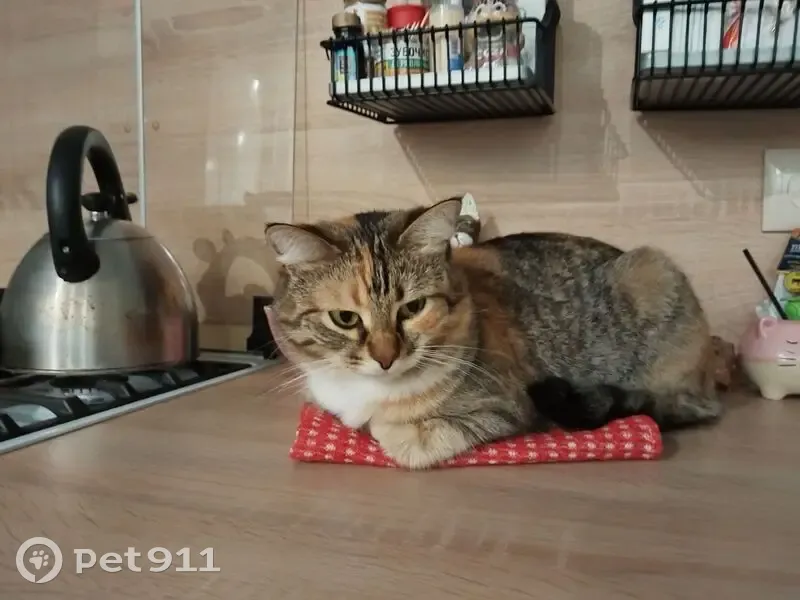 Пропала кошка в Белозерках, Самарская обл. - photo