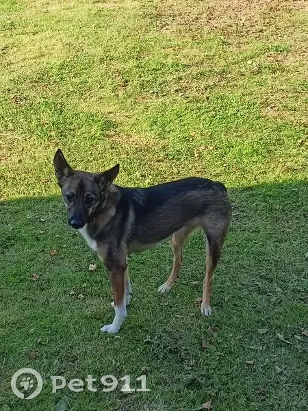 Найдена собака, Псковская дорога - photo